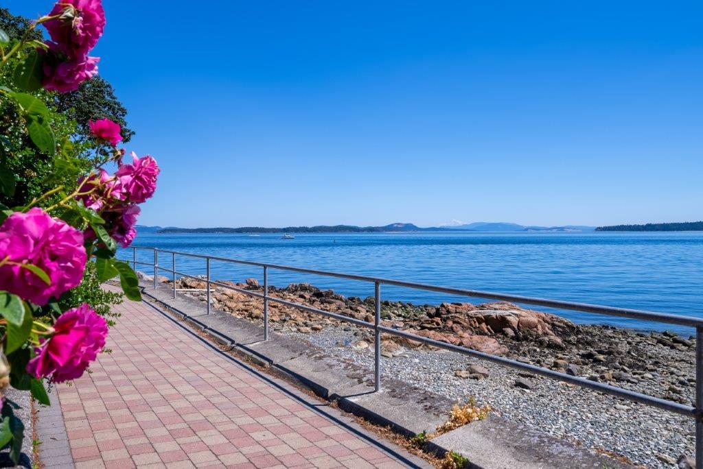 Sidney sea wall path with ocean and flowers