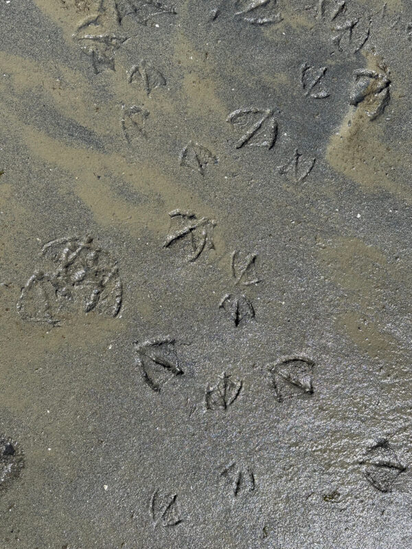 Bird tracks in wet sand at Beachcomber RV Park
