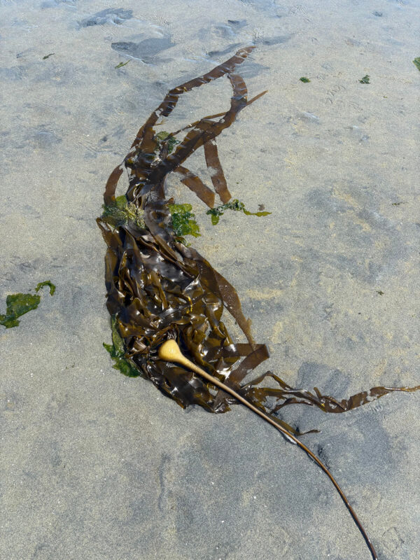 Seaweed on the beach at Beachcomber RV Park