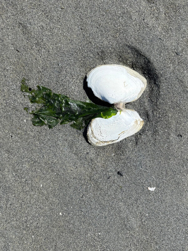 Seashells on the sand at Beachcomber RV Park