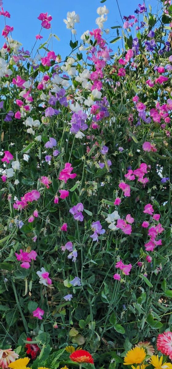 Wildflowers growing near the Beachcomber RV Park shoreline