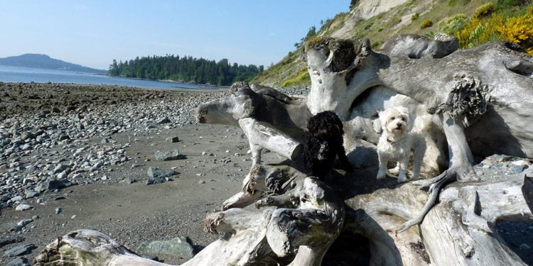 Dogs resting on driftwood at Beachcomber RV Park