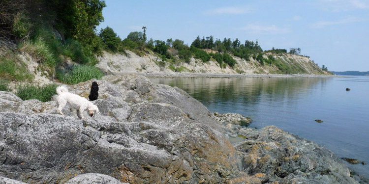 Dogs walking along the Beachcomber RV Park shoreline