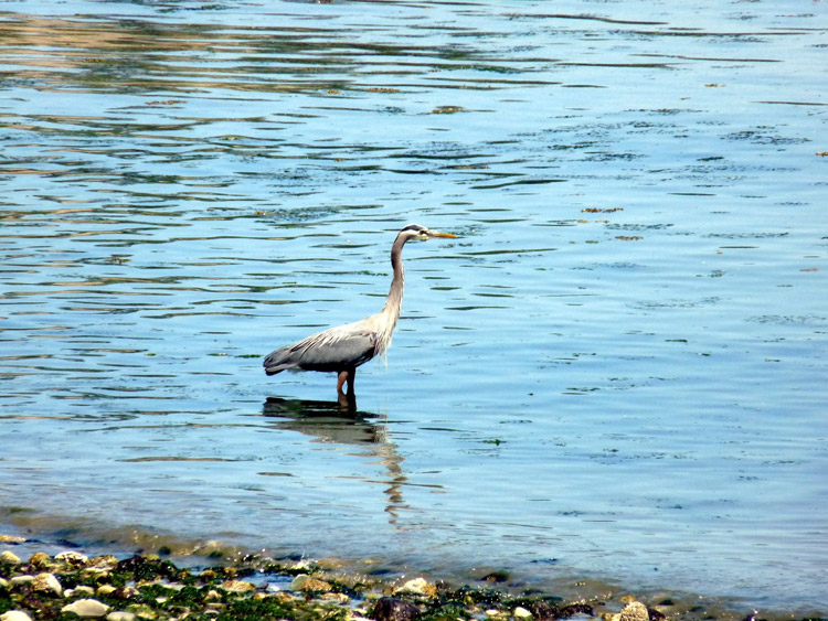 Heron standing in shallow water near Beachcomber RV Park