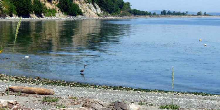Heron on the shoreline at Beachcomber RV Park