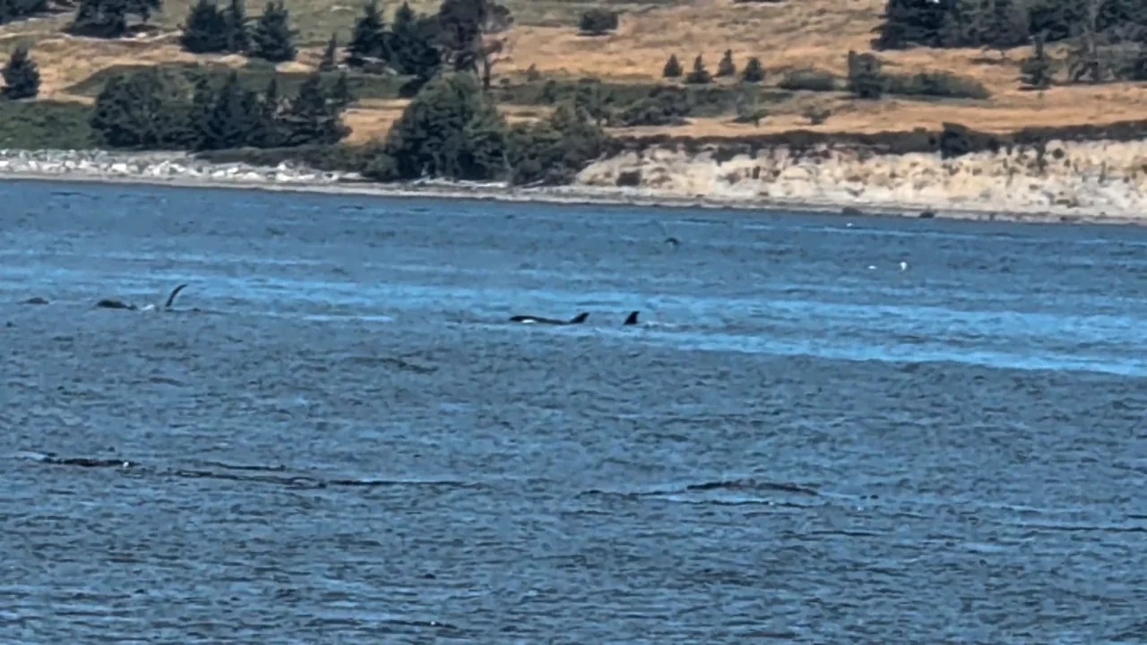 Orcas passing through the channel, filmed from the shoreline at Beachcomber RV Park on Cowichan Head.
